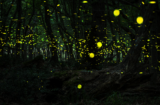 Bohol: Abatan River Firefly Watching Private Tour