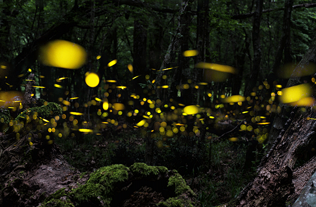 Bohol: Abatan River Firefly Watching Private Tour