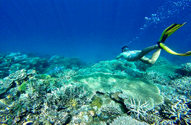 세부 오슬롭 고래상어 & 모알보알 페스카도르섬 스노클링 단독 투어