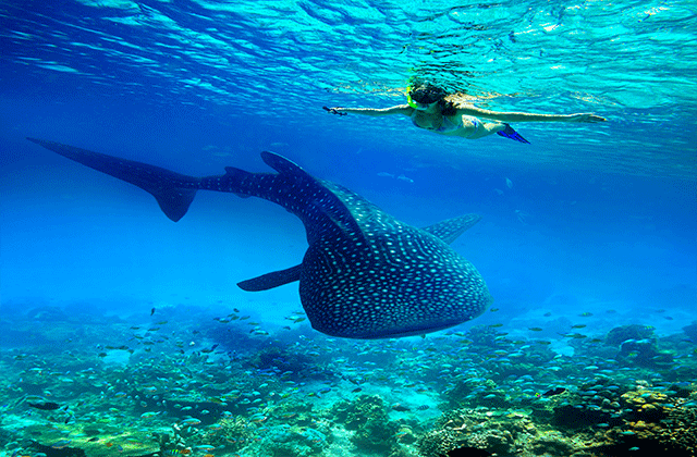 세부 오슬롭 고래상어 & 모알보알 페스카도르섬 스노클링 단독 투어