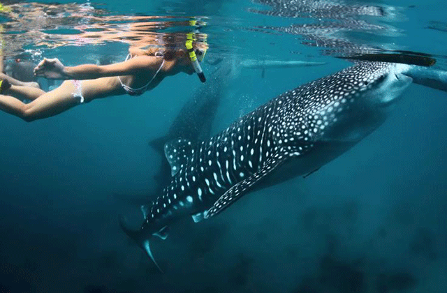 세부 오슬롭 고래상어 & 투말록 폭포 단독 투어