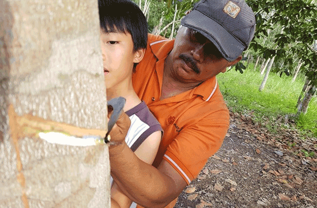 코타키나발루 뚜아이 반딧불 투어