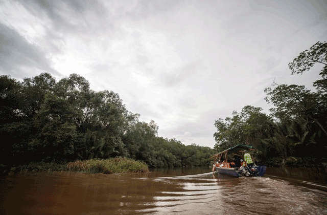 코타키나발루 뚜아이 반딧불 투어