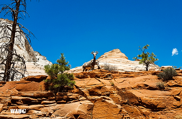 [라스베가스매니아] [2박3일 / 호텔] 그랜드캐년 그랜드서클 완전 정복 트래킹 투어