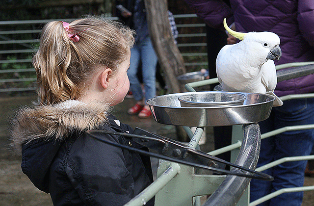 [독점할인] [공인인증 조이투어] ONLY 인생영상제공+퍼핑빌리 증기기관차+사사프라스 동화마을 투어