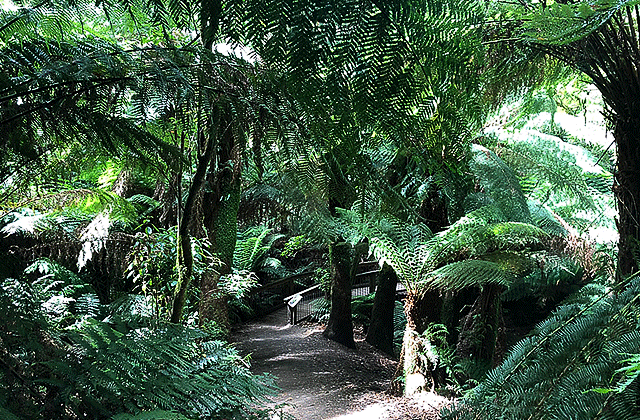 [독점할인] [공인인증 조이투어] ONLY 인생영상제공+퍼핑빌리 증기기관차+사사프라스 동화마을 투어