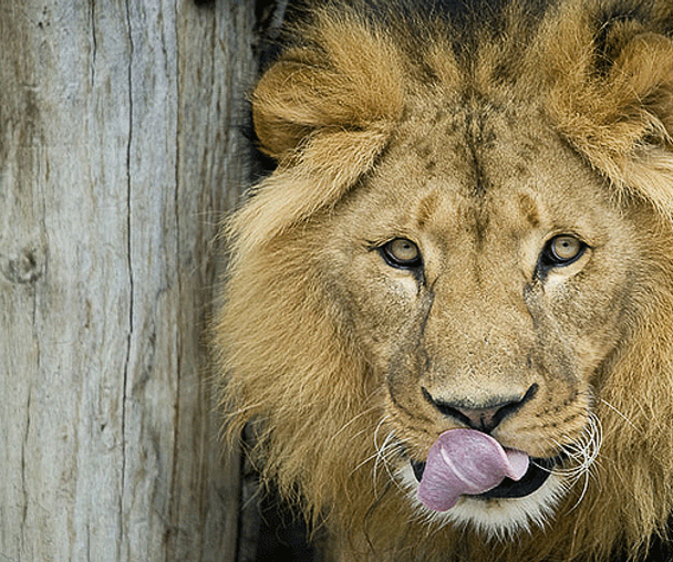 activity_detail_image