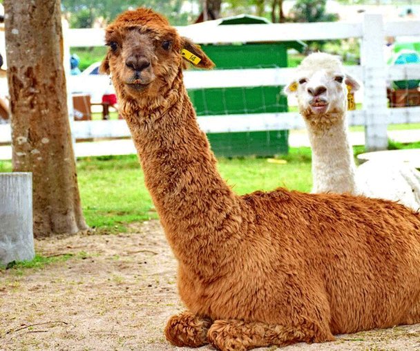 activity_detail_image