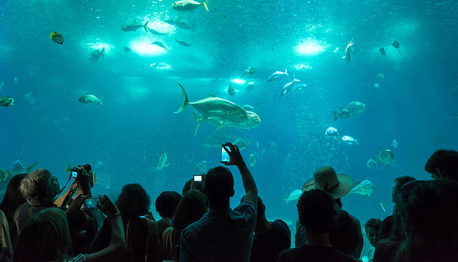 リスボン水族館 入場チケット