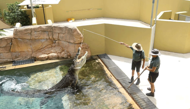 Crocosaurus Cove Admission Ticket in Cairns Darwin