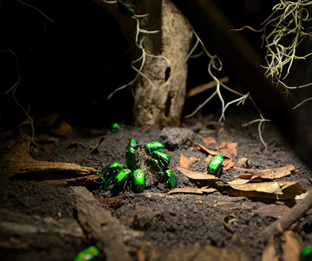 activity_detail_image