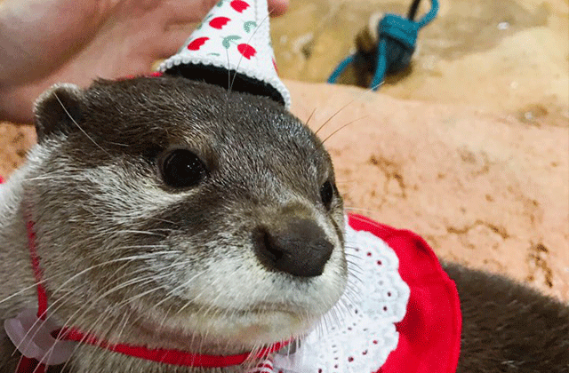 플레이아쿠아리움 부천 입장권