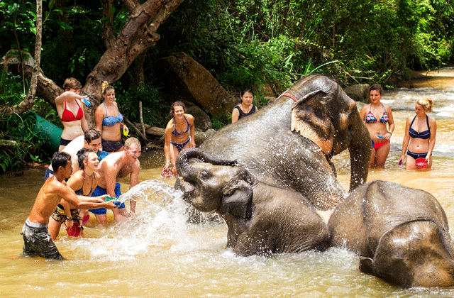 치앙마이 코끼리 보호소 - 정글 생츄어리 투어