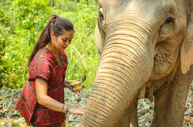 푸켓 코끼리 보호소 - 정글 생츄어리 투어