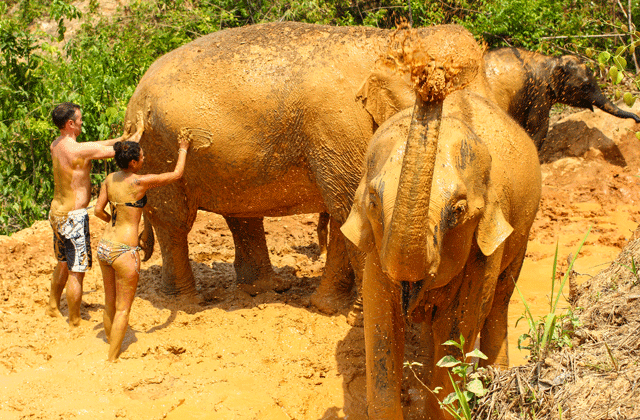 푸켓 코끼리 보호소 - 정글 생츄어리 투어
