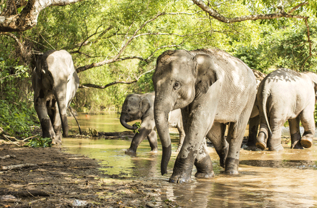 푸켓 코끼리 보호소 - 정글 생츄어리 투어