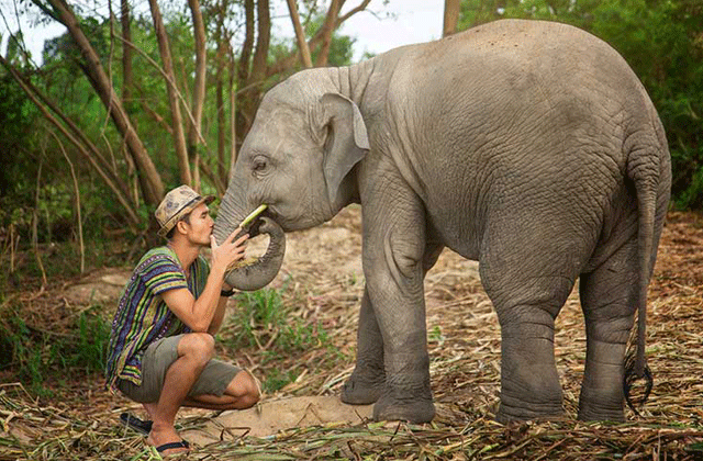 파타야 코끼리 보호소 - 정글 생츄어리 투어