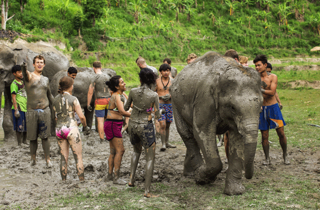 파타야 코끼리 보호소 - 정글 생츄어리 투어