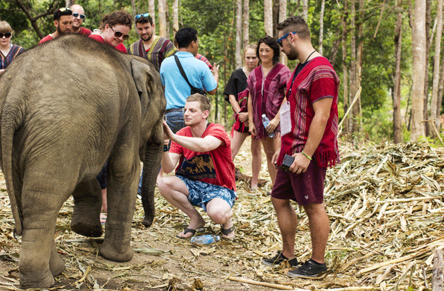 코사무이 코끼리 보호소 - 정글 생츄어리 투어