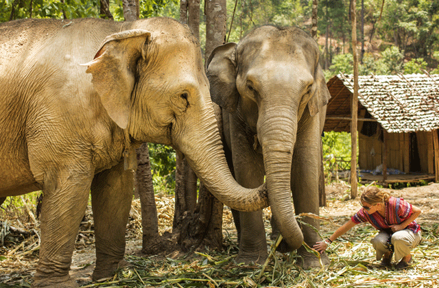 코사무이 코끼리 보호소 - 정글 생츄어리 투어
