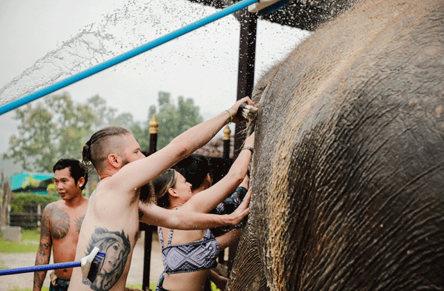 코사무이 코끼리 보호소 - 정글 생츄어리 투어