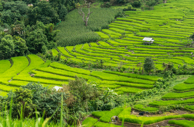 치앙마이 도이인타논 국립공원 트래킹 탐험 투어