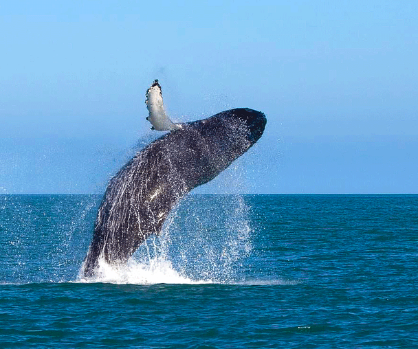 activity_detail_image