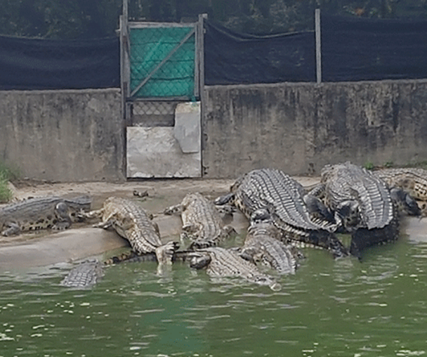 activity_detail_image