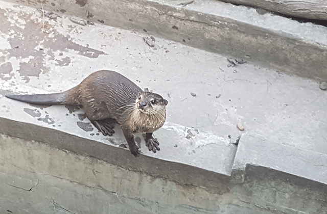 [마이힐링코타] 코타키나발루 뚜아란 악어농장 견학 투어