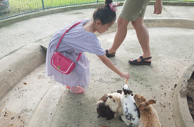 [마이힐링코타] 코타키나발루 뚜아란 악어농장 견학 투어