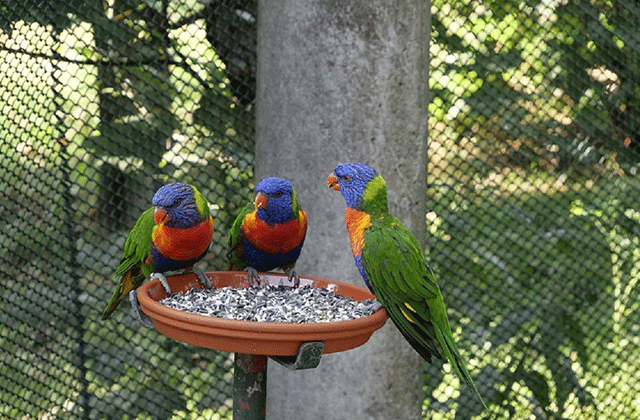 Phuket Bird Park Admission