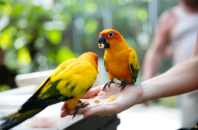 Phuket Bird Park Admission