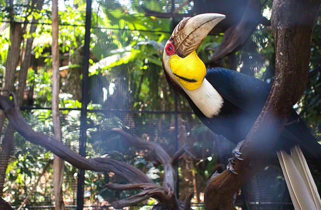 Phuket Bird Park Admission