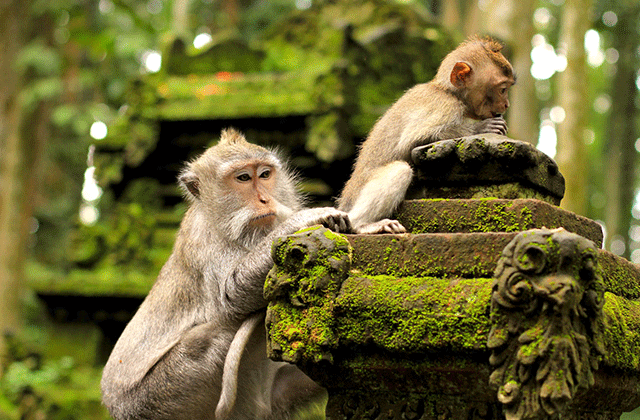 バリ島 オールイン ウブド チェックアウトツアー (ディナー、マッサージ、空港送迎付き)