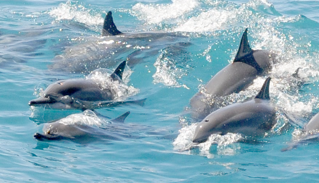 Guam Dolphin Cruise & Snorkeling Tour by Scuba Company