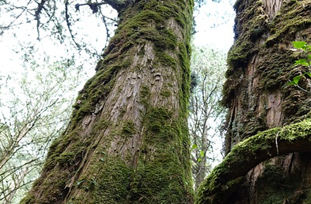 阿里山国家森林遊楽区 入場チケット