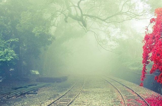 阿里山国家森林遊楽区 入場チケット