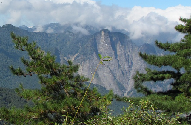 阿里山国家森林遊楽区 入場チケット