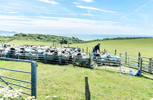 [오케이런던] 아름다운 하얀 절벽 세븐시스터즈 + 윈저성 + 브라이튼까지 하루에 투어