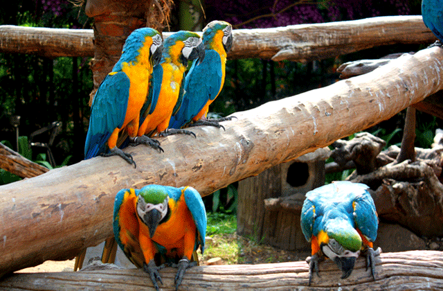 バンコク・サファリワールド