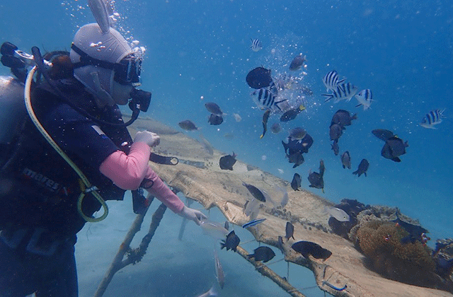 코타키나발루 가야섬 일일 스노클링 투어