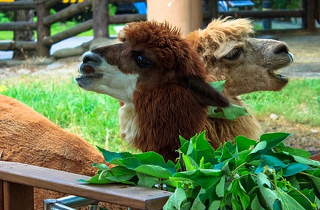 Maokong Gondola 1-Day Unlimited Pass + Taipei Zoo Ticket