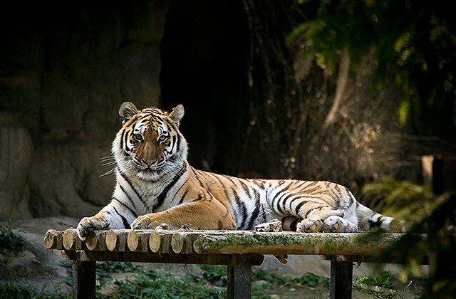 과천 서울대공원 리프트 & 서울동물원 입장권 패키지