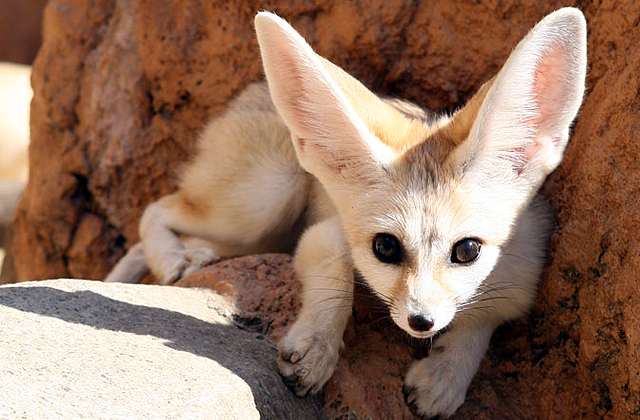 과천 서울대공원 리프트 & 서울동물원 입장권 패키지