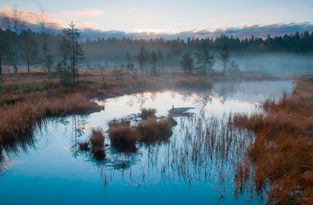 Nuuksio National Park Hiking Tour (From Helsinki)