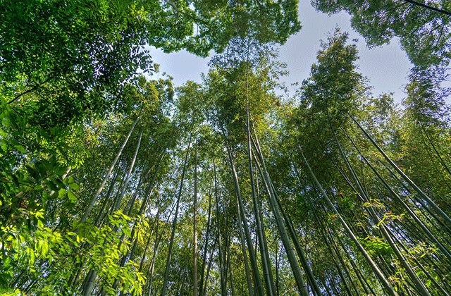 [인천공항수령] 교토 버스 + 지하철 패스 1일권