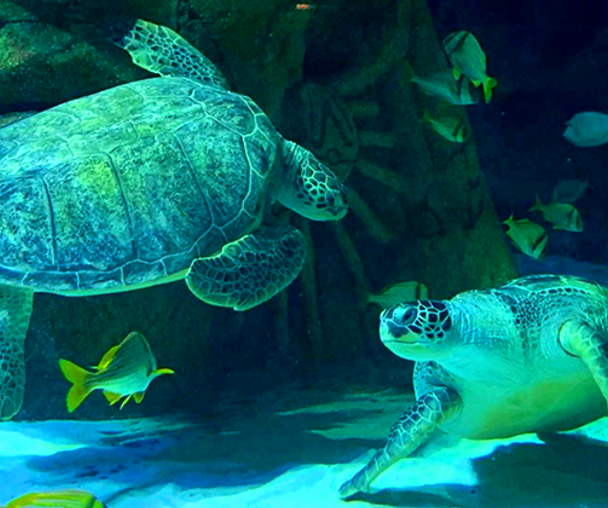 activity_detail_image