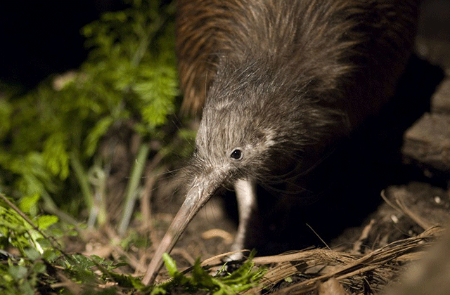 크라이스트처치 오라나 와일드라이프 파크 입장권