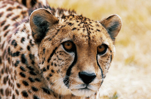 크라이스트처치 오라나 와일드라이프 파크 입장권