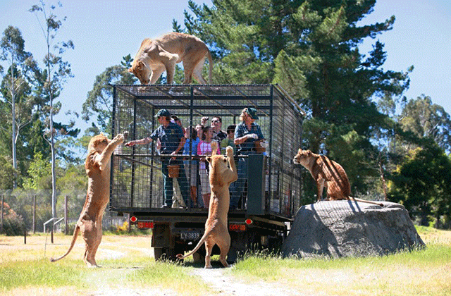 크라이스트처치 오라나 와일드라이프 파크 입장권